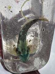 Myoxocephalus aenaeus