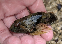 Myoxocephalus aenaeus