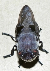 Cuterebra buccata