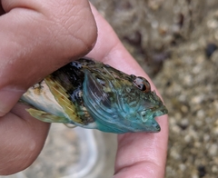 Myoxocephalus aenaeus