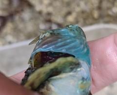 Myoxocephalus aenaeus