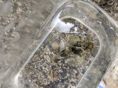 Myoxocephalus aenaeus