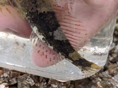 Myoxocephalus aenaeus