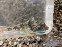 Myoxocephalus aenaeus