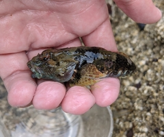 Myoxocephalus aenaeus