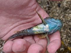 Myoxocephalus aenaeus