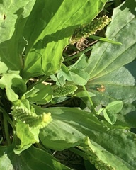 Plantago