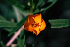 Talinum aurantiacum