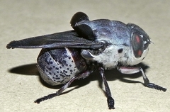 Cuterebra buccata