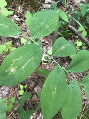 Polygonatum pubescens