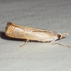 Parapediasia decorellus