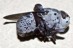 Cuterebra buccata