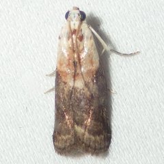 Acrobasis palliolella