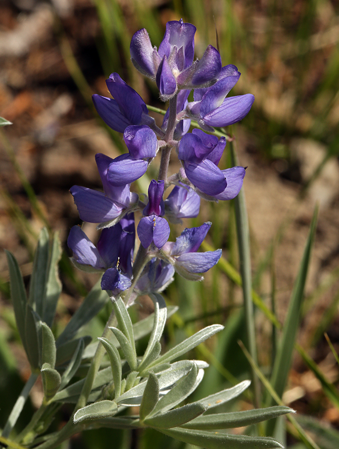 Lupinus obtusilobus