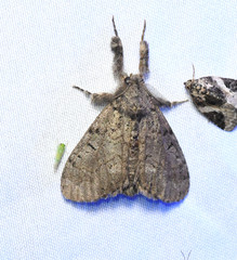 Dasychira vagans