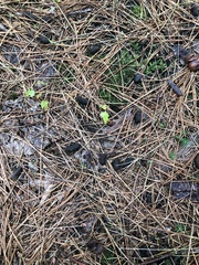Erethizontidae
