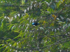 Dacnis venusta