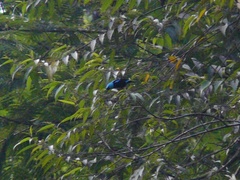 Dacnis venusta