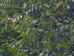 Dacnis venusta