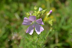 Malva thuringiaca