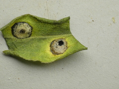 Asteromyia carbonifera