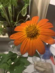 Tithonia rotundifolia