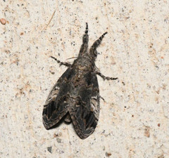 Dasychira vagans