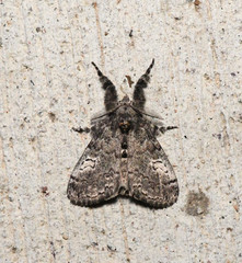 Dasychira vagans