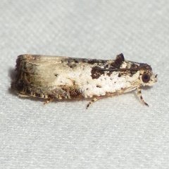 Olethreutes malana