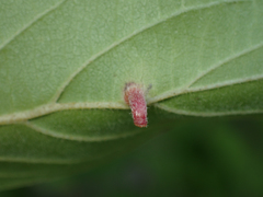 Craneiobia tuba