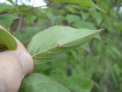 Craneiobia tuba