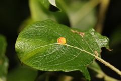 Euura pedunculi