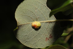 Euura pedunculi