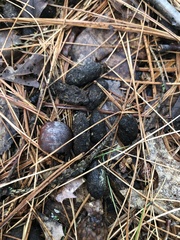 Erethizontidae