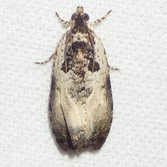 Olethreutes malana