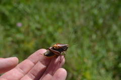Psorodonotus