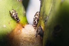 Dyscrasis hendeli