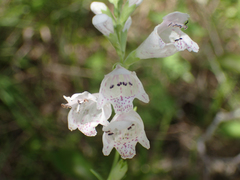Physostegia angustifolia