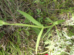 Physostegia angustifolia