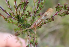 Limnephilus rhombicus