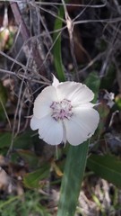 Calochortus umbellatus