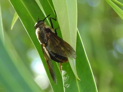 Pangonius