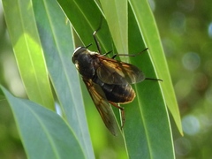 Pangonius