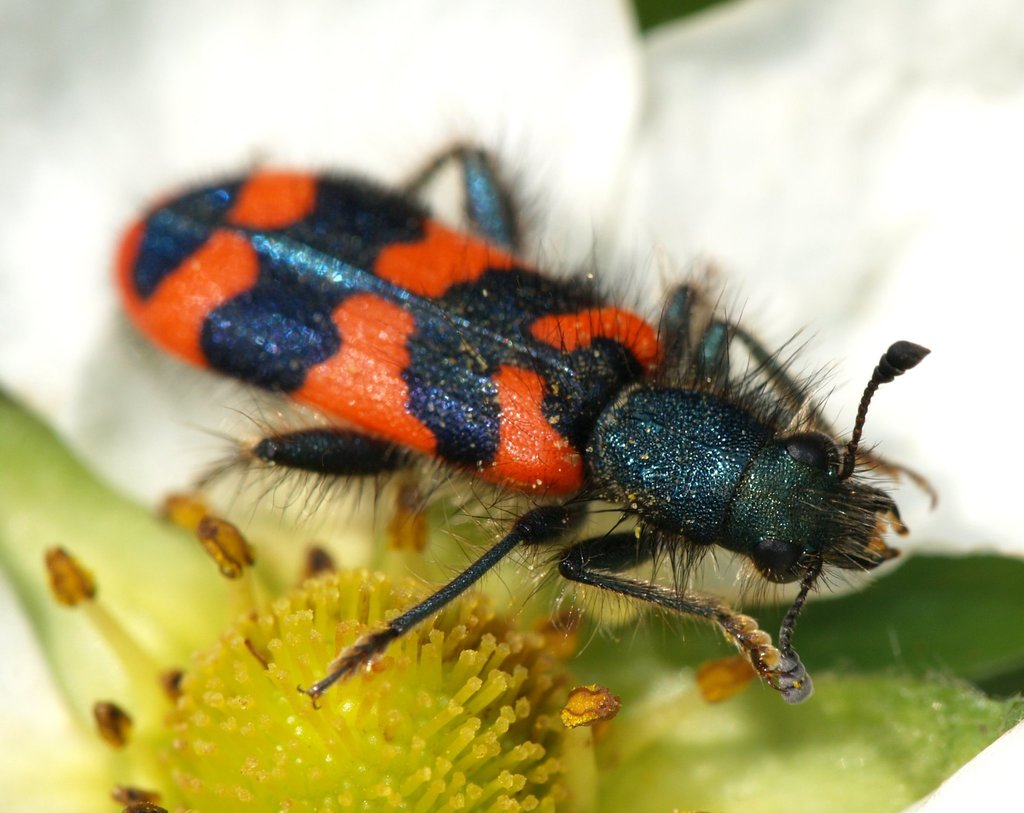 Trichodes alvearius