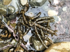 Splachnidium rugosum