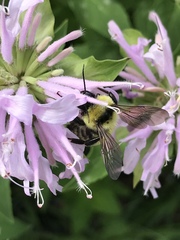 Bombus fervidus