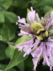 Bombus fervidus
