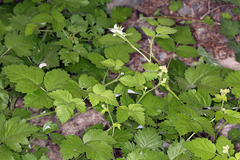 Rubus glaucifolius