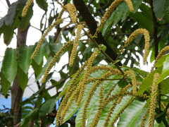 Pometia pinnata