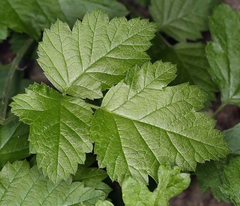 Rubus glaucifolius